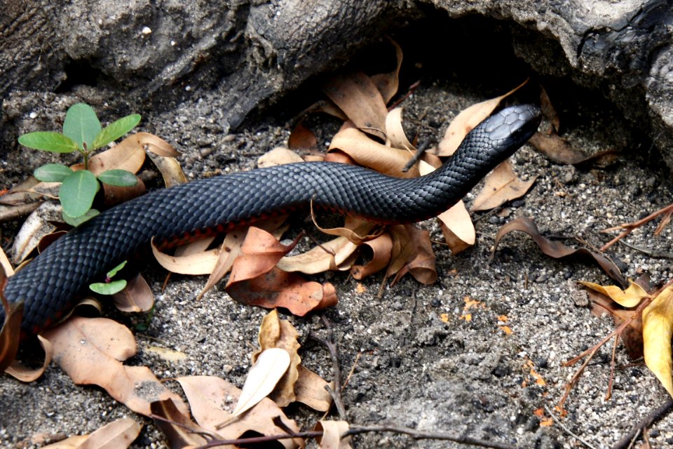 Red-bellied black snake