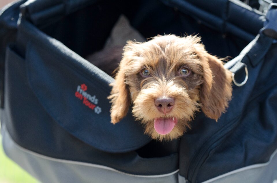 Rauhaardackel rare color puppy