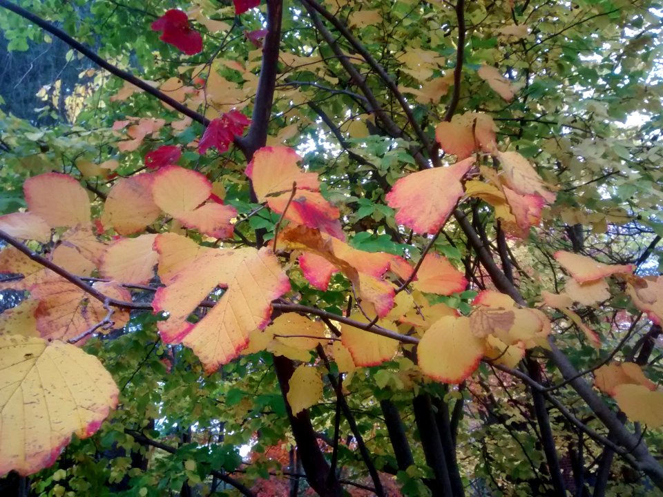 IMG 20151106 101716539
