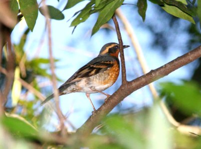 THRUSH, VARIED (3-18-09) cerro alto rd -01