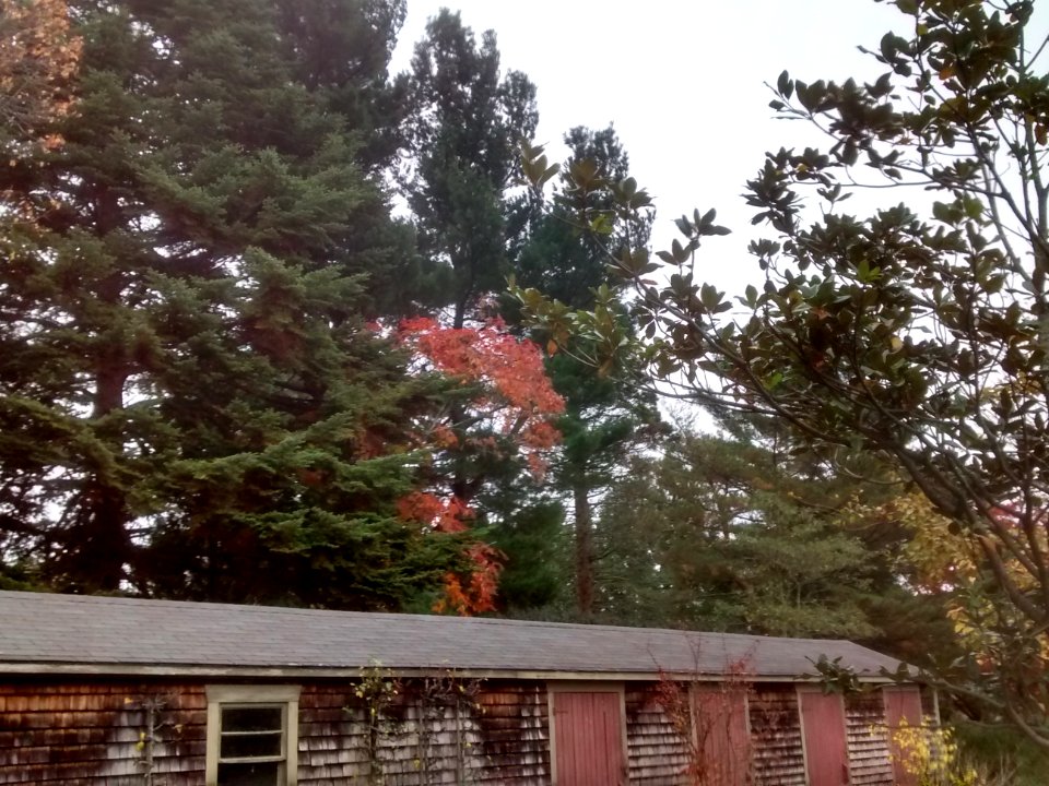 IMG 20151106 095723846 HDR
