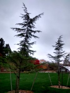 IMG 20151106 095556128 HDR