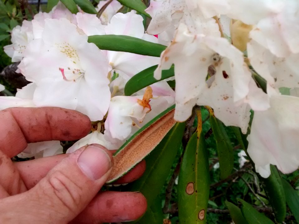 rhodo R47A leaf underside