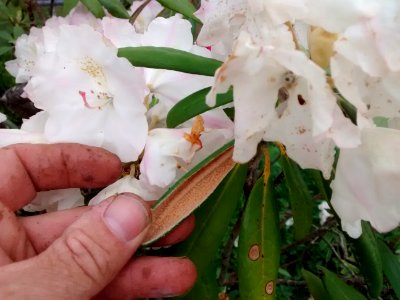 rhodo R47A leaf underside