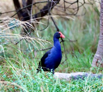 Purple swamphen