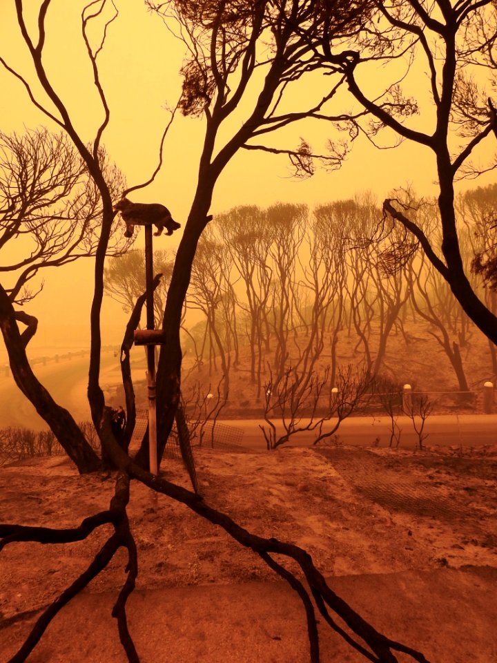 Mallacoota fires - Bastion Point