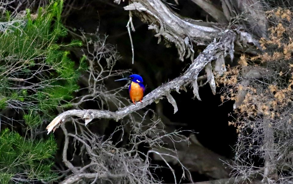 Azure kingfisher