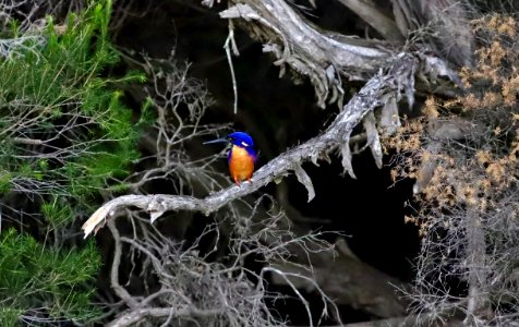 Azure kingfisher