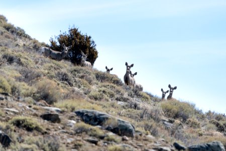 Group of mule deer alert to the group of hikers photo