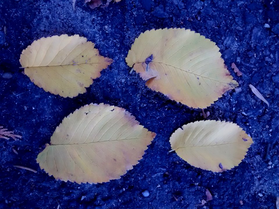 Leaves U. carpinifolia Mt Auburn