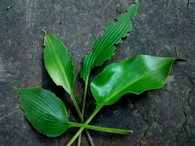 hosta leaves photo