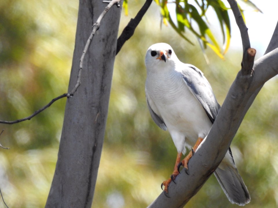 Grey goshawk