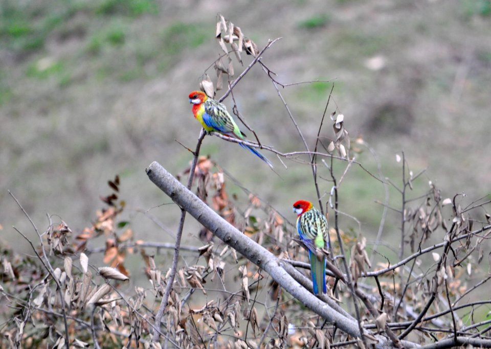 Eastern rosellas