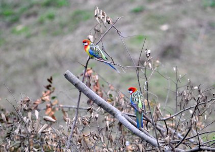 Eastern rosellas