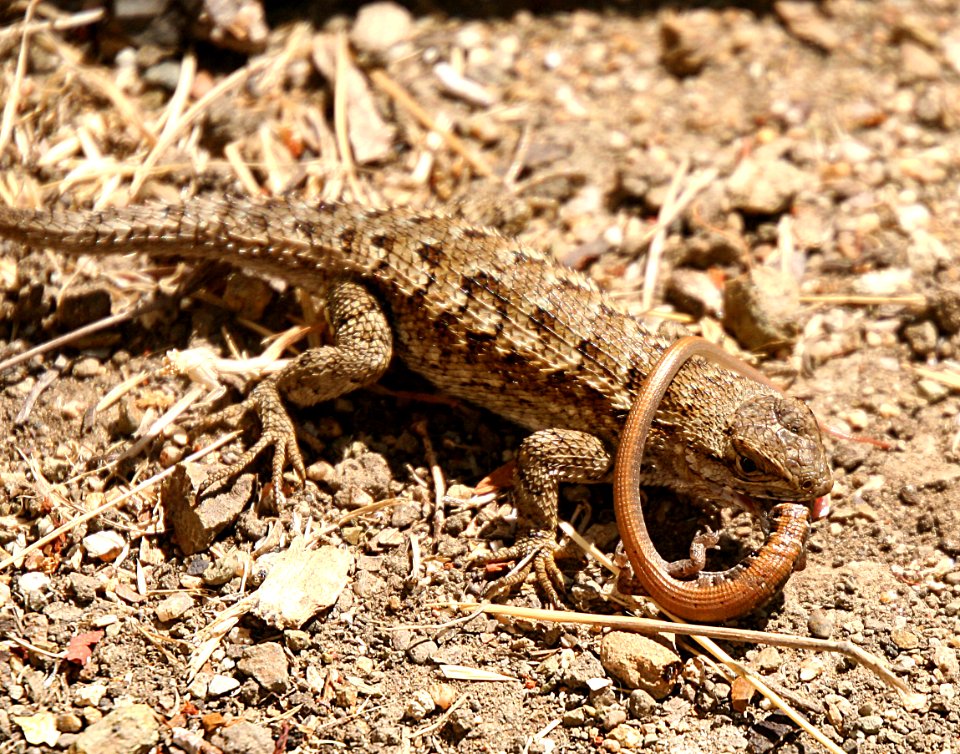 LIZARD, WESTERN FENCE (sceloporus occidentalis) (8-30-06) eating young alligator lizard, canet rd, slo co, ca -2