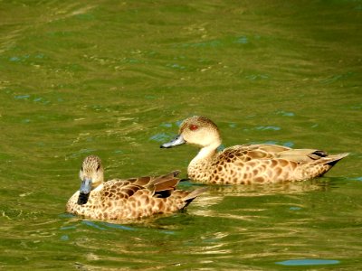 Grey teals