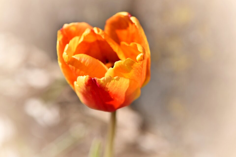Bloom plant orange yellow