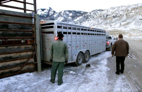 30 of 35 Backing trailer to load bison at Stephens Creek bison pens 2823 photo