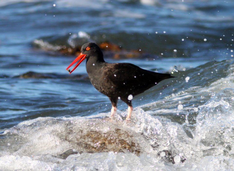 OYSTERCATCHER, BLACK (11-23-09) estero bluffs state park, slo co, ca -05