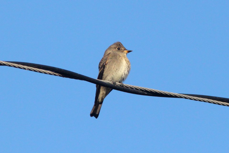 WOOD-PEWEE, WESTERN (10-5-09) oceano c g -01