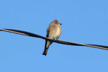 WOOD-PEWEE, WESTERN (10-5-09) oceano c g -01