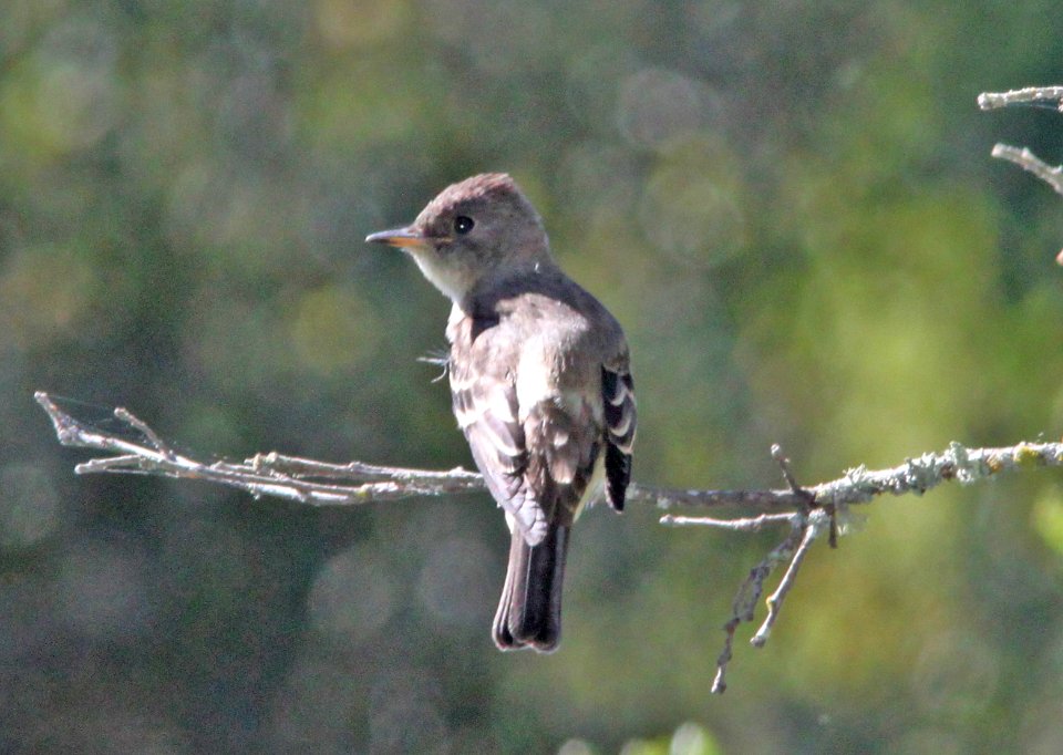 WOOD-PEWEE, WESTERN(7-23-09) cerro alto cg road, slo co, ca -01