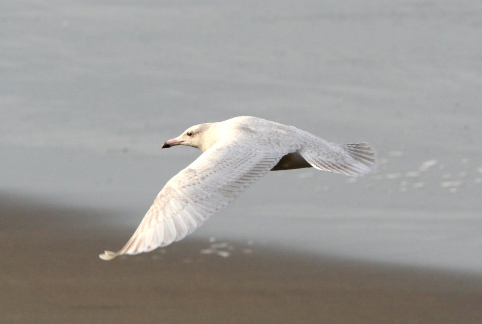 GULL, GLAUCOUS (1-26-08) el seal, 1st yr -5
