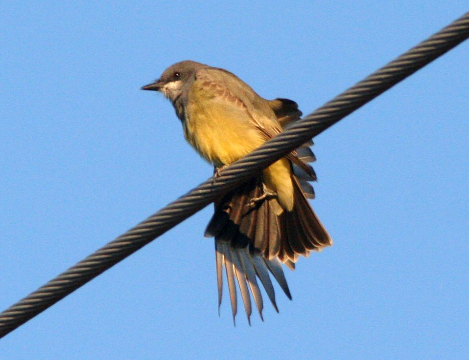 KINGBIRD, CASSIN'S (12-19-08) -2