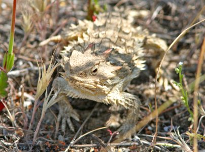 HORNED LIZARD, COAST (phrynosoma coronatum) (4-22-08) carrizo, saucito ranch -01