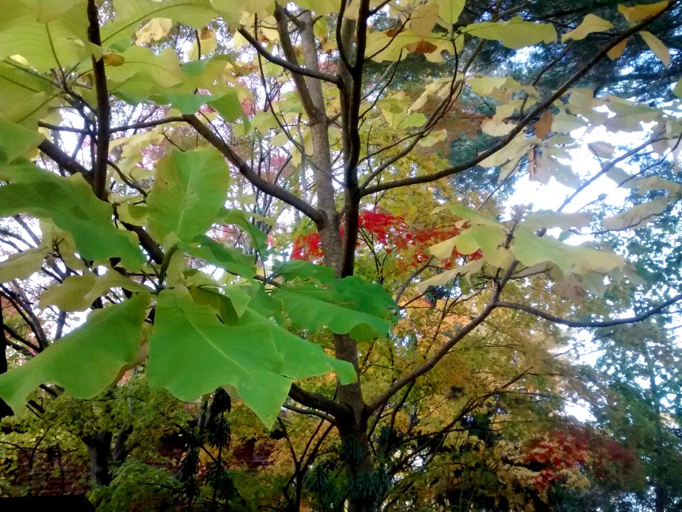 IMG 20151029 170135234