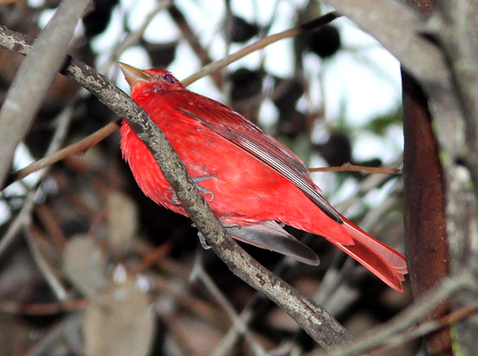 TANAGER, SUMMER (12-10-09) cal poly, slo, ca -03