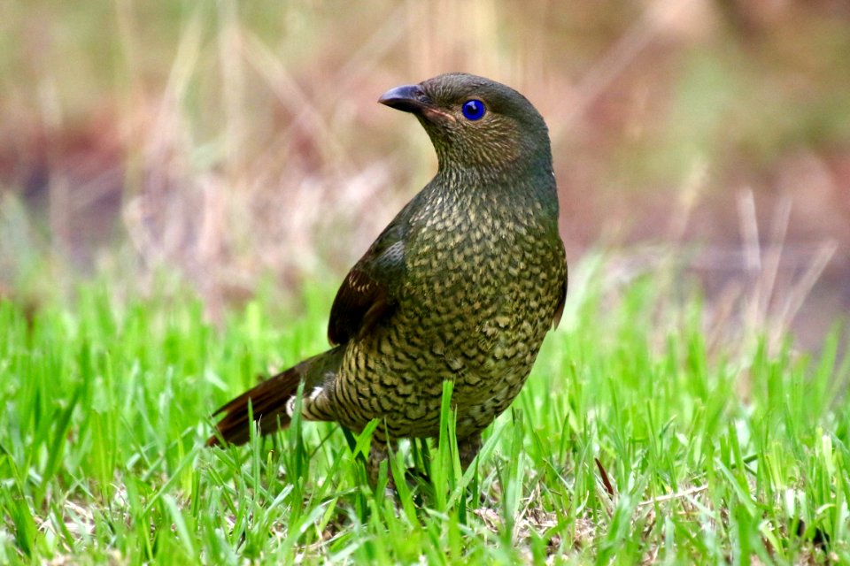 Female or juvenile satin bowerbird