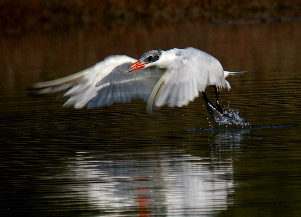 TERN, CASPIAN (11-4-06)