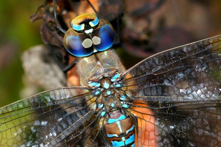 DARNER, BLUE-EYED (aeshna californica) (11-3-08) canet rd, morro bay, slo co, ca -05