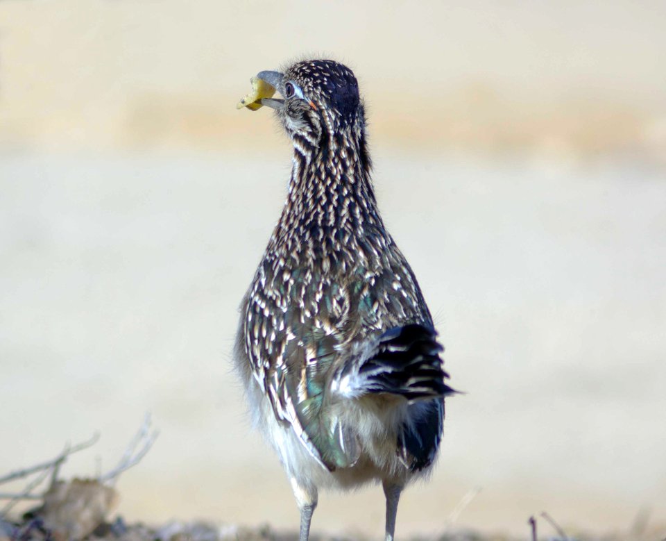 ROADRUNNER (1-19-08) carrizo visitor center