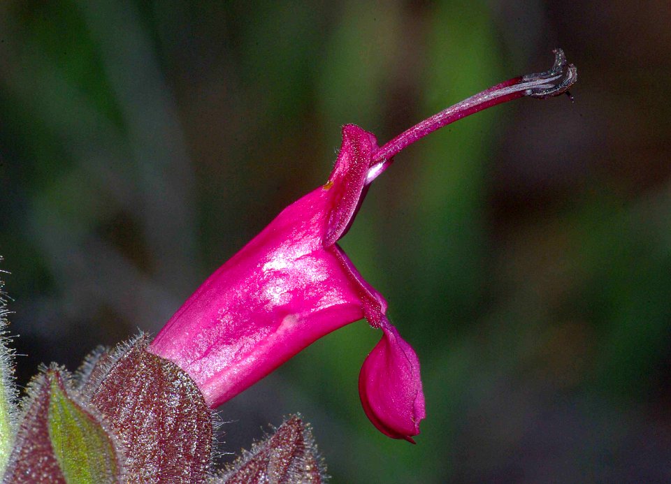 SAGE, HUMMINGBIRD  (salvia spathacea) (2-25-09) canet rd -3