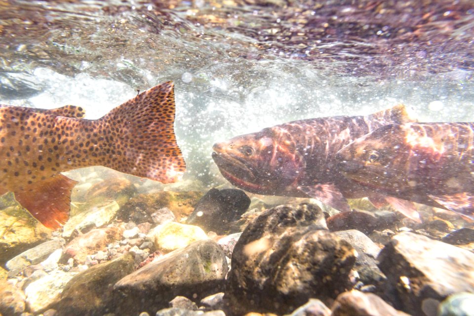 Spawning Yellowstone cutthroat trout (Oncorhynchus clarkii bouvieri) (9)