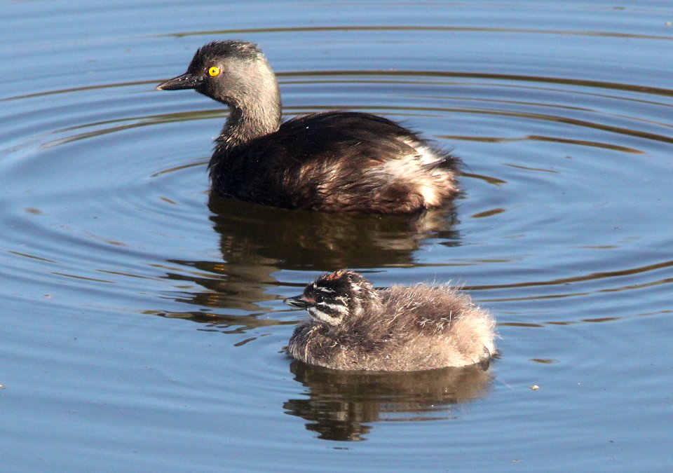 GREBE, LEAST (5-22-12) pena blanca lake, scc, az - 01