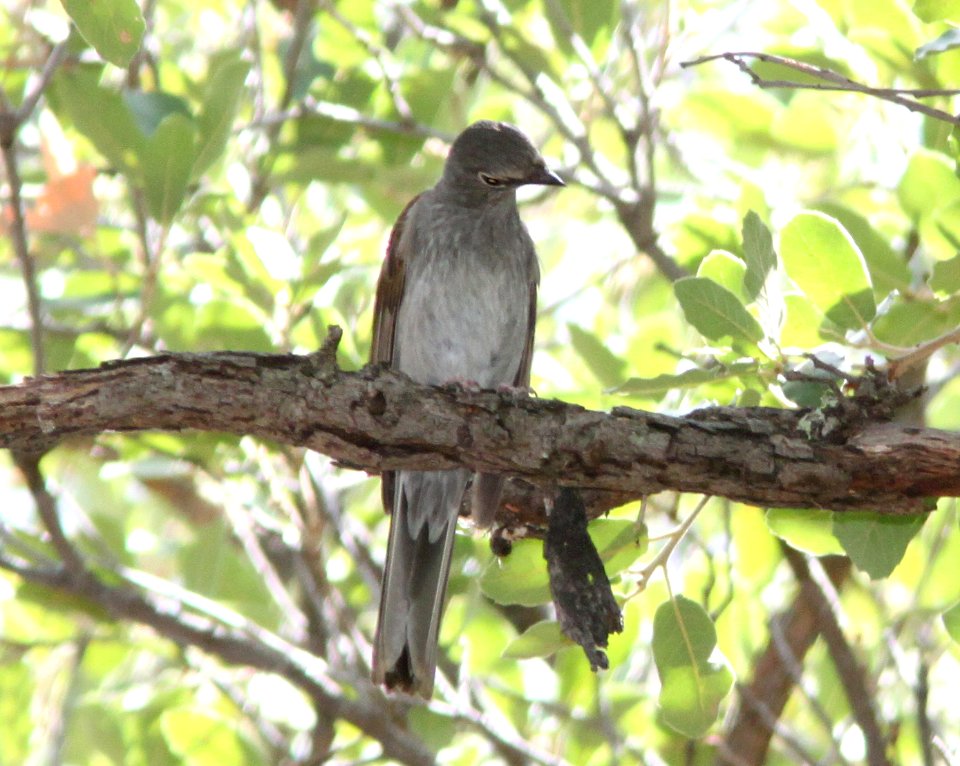 SOLITAIRE, BROWN-BACKED (7-27-09) 1430 hours, near #4 at , ramsey cyn, az -02
