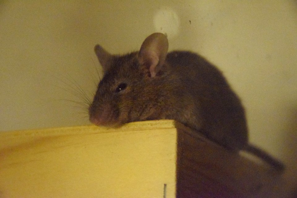 Sleepy mouse