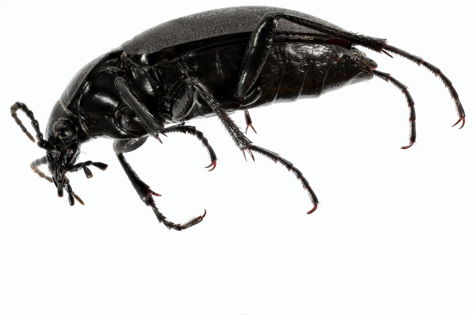 Carabus taedatus 27JUN 14JUL2018 WASHSOUTH Oberg side edited
