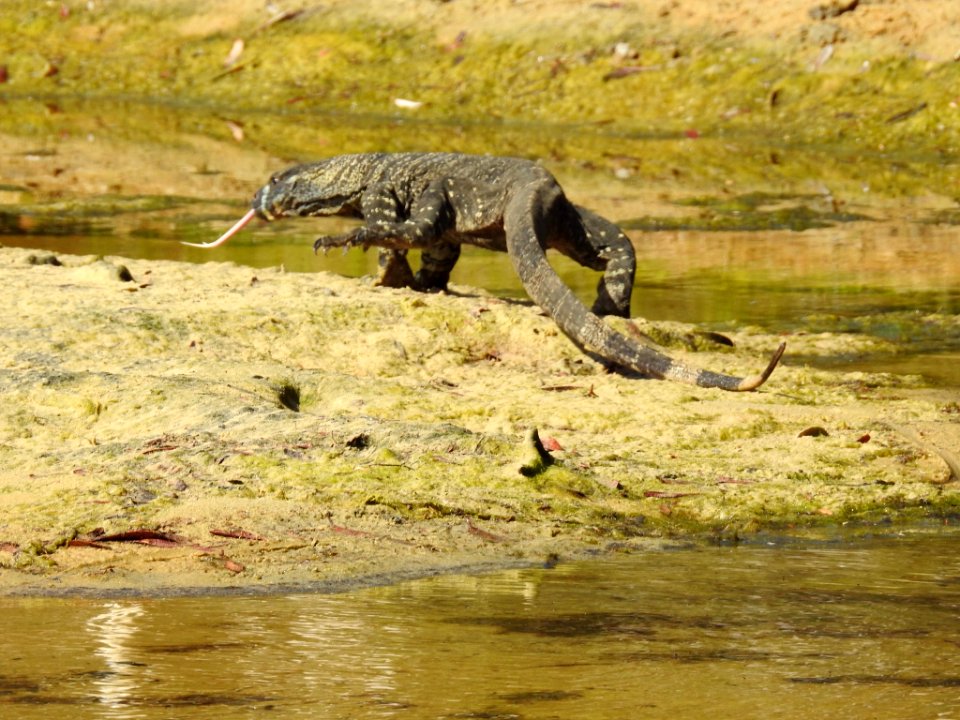 Tree goanna or lace monitor