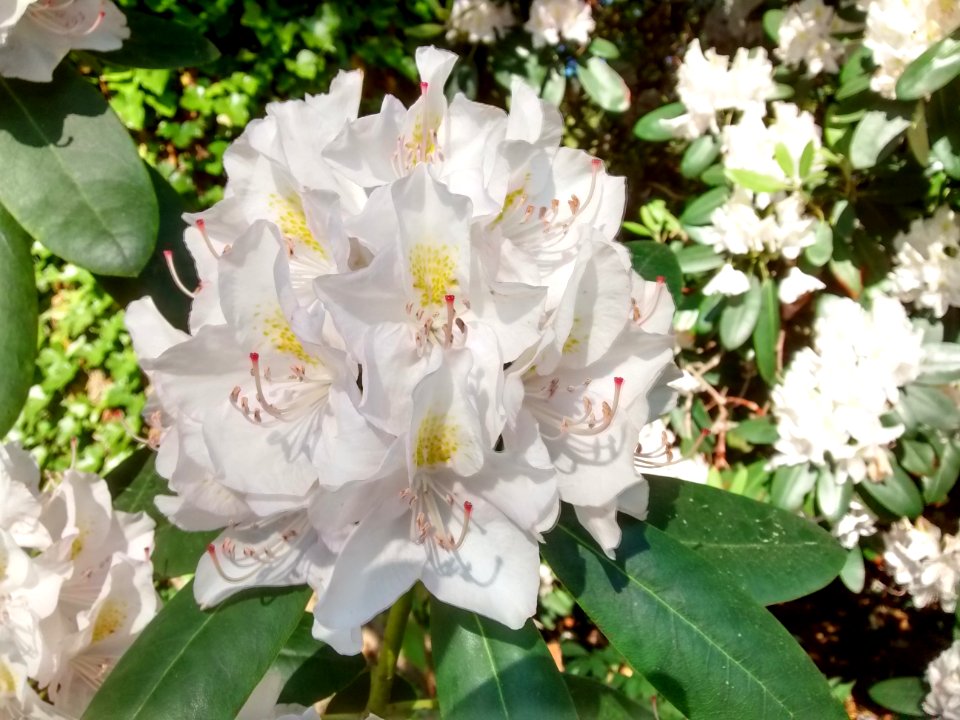 IMG 20150610 073914190 HDR
