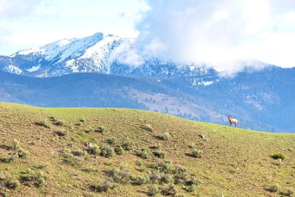 An elk walks the ridge above the Mammoth Hot Springs Campground