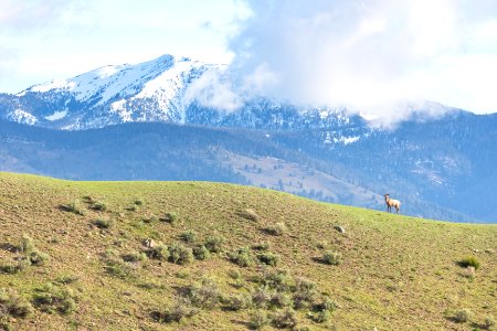 An elk walks the ridge above the Mammoth Hot Springs Campground photo