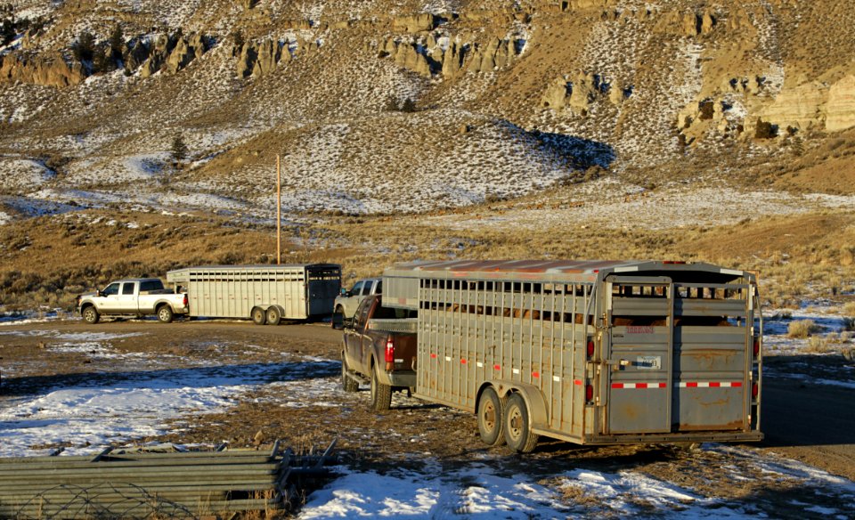 35 of 35 Trailers loaded with bison at Stephens Creek bison pens 2978