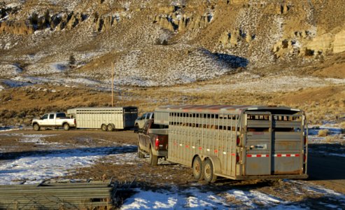 35 of 35 Trailers loaded with bison at Stephens Creek bison pens 2978