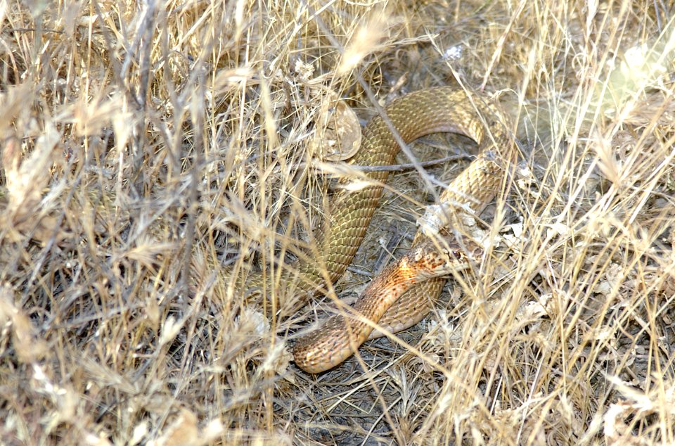 COACHWHIP, SAN JOAQUIN (Masticophis flagellum ruddocki) (6-22-06) carrizo plain national monument, san luis obispo co, ca