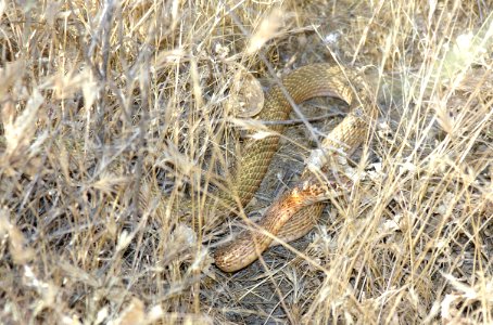 COACHWHIP, SAN JOAQUIN (Masticophis flagellum ruddocki) (6-22-06) carrizo plain national monument, san luis obispo co, ca