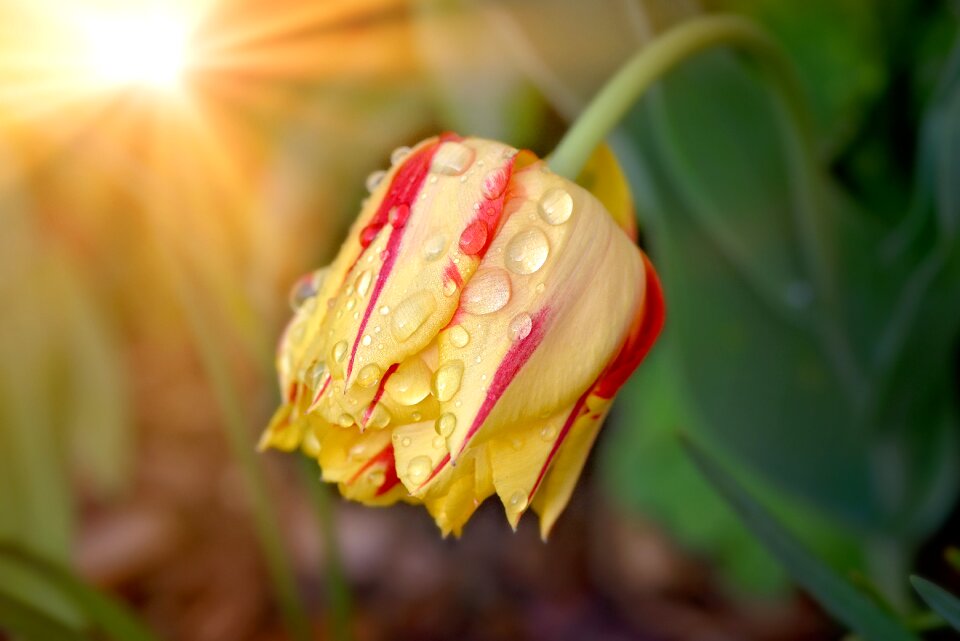 Bloom yellow red spring flower